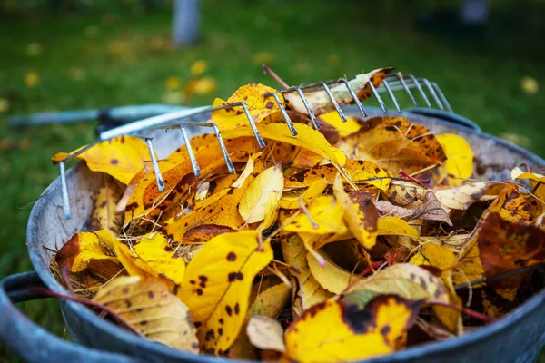 Colorful yellow leaves — Stock Photo, Image