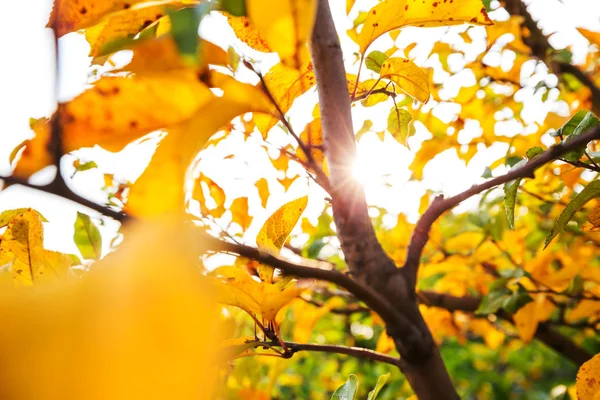 Autumn scene in yellow tones — Stock Photo, Image