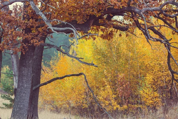 Scena jesienna w odcieniach żółtych — Zdjęcie stockowe