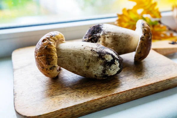 Mushrooms in Fall season — Stock Photo, Image