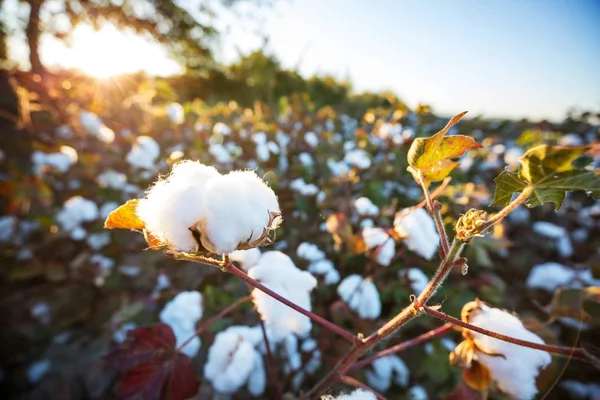 Cotton field at sunrise — Stock Photo, Image