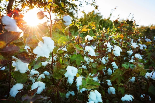 Campo de algodão ao nascer do sol — Fotografia de Stock