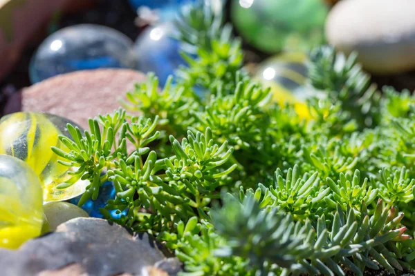 Grass close up — Stock Photo, Image