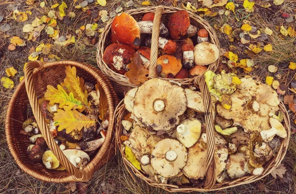 Mushrooms in Fall season — Stock Photo, Image