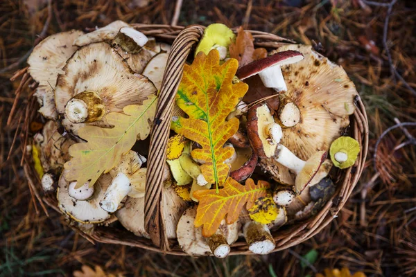 Houby v sezóně podzim — Stock fotografie