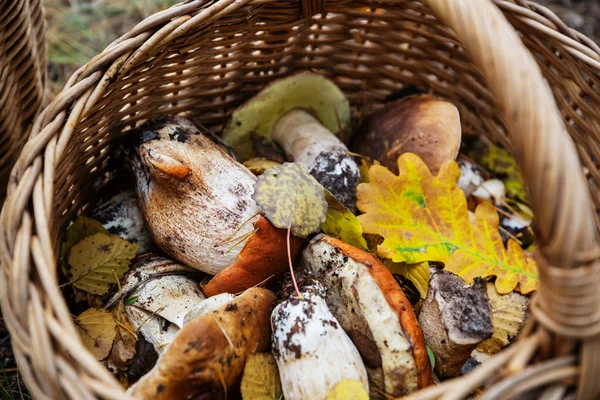 Funghi in stagione autunnale — Foto Stock