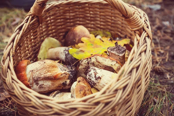 Sonbahar sezonu içinde mantar