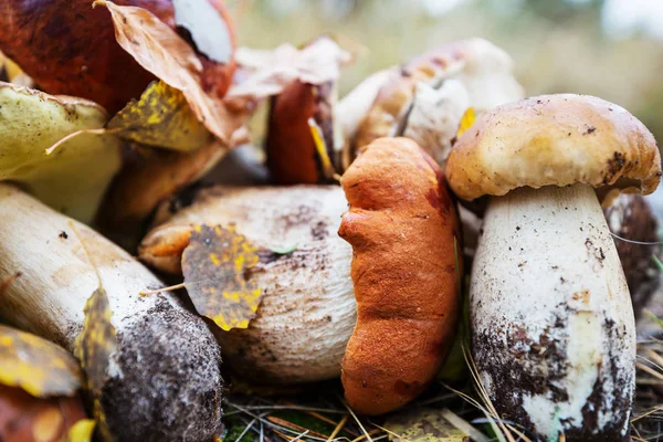 Sonbahar sezonu içinde mantar