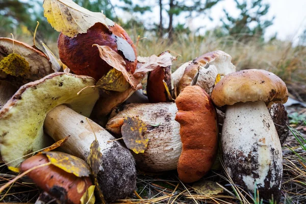 Pilze in der Herbstsaison — Stockfoto