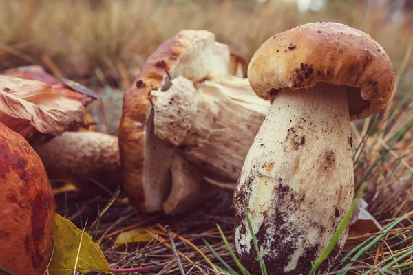 蘑菇在秋天的季节 — 图库照片