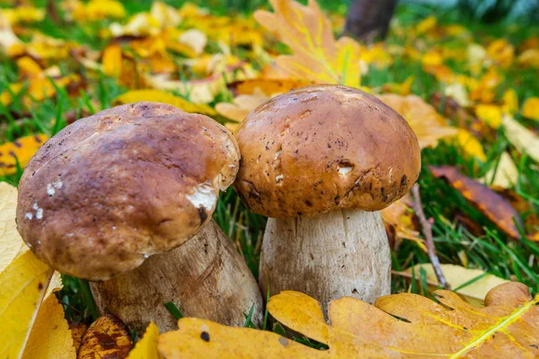 Mushrooms in Fall season — Stock Photo, Image