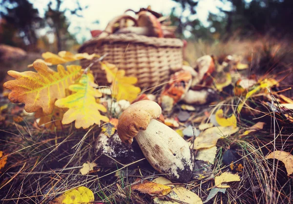 Mushrooms in Fall season — Stock Photo, Image