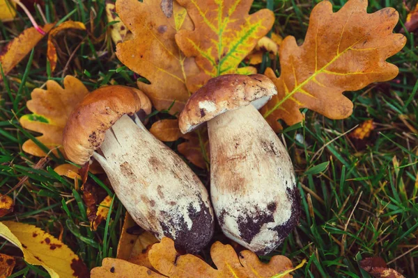 Pilze in der Herbstsaison — Stockfoto
