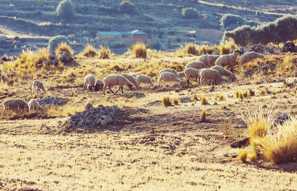 Вівці Горах Мальовничий Вид — стокове фото