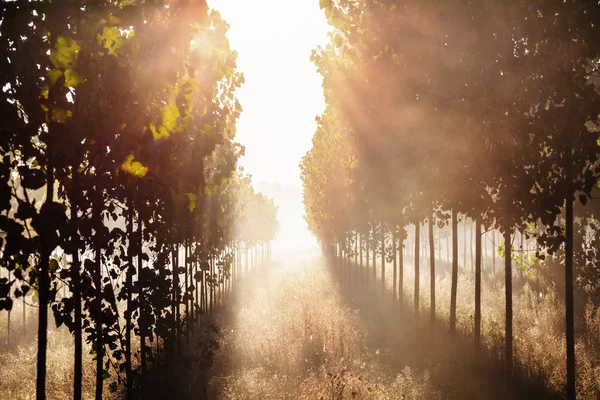 Sunny beams in forest — Stock Photo, Image