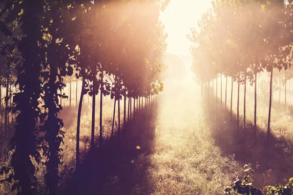 Sunny beams in forest — Stock Photo, Image