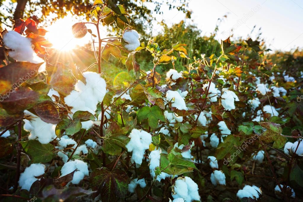 Cotton field at sunrise