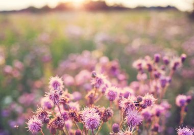 dağ çayır manzara