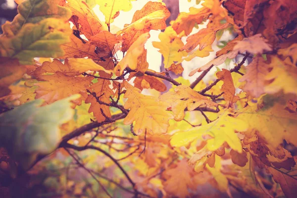 Hojas amarillas coloridas en la temporada de otoño . —  Fotos de Stock