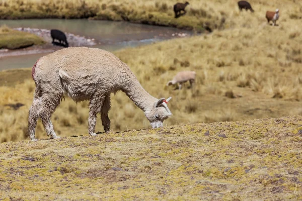 Llama in remote area of Argentina — Stock Photo, Image