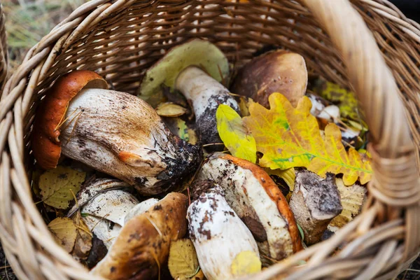 Mushrooms in Fall season — Stock Photo, Image