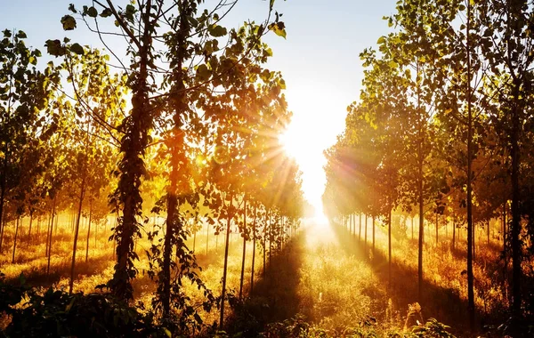 Vigas ensolaradas na floresta — Fotografia de Stock