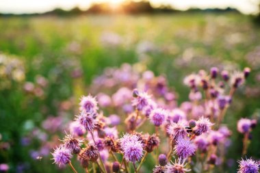 dağ çayır manzara