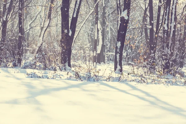 風光明媚な雪に覆われた森 — ストック写真