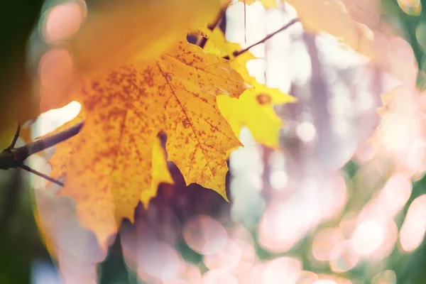 Kleurrijke gele bladeren in de herfst seizoen. — Stockfoto