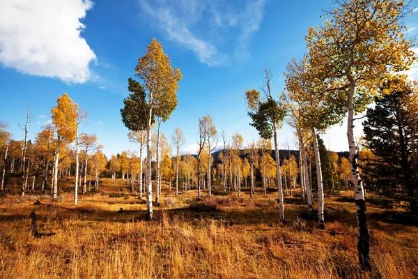 Colorida escena del bosque soleado — Foto de Stock