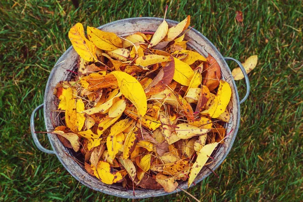 Colorful yellow leaves in Autumn season. — Stock Photo, Image