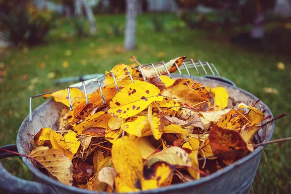 Colorful yellow leaves in Autumn season. — Stock Photo, Image