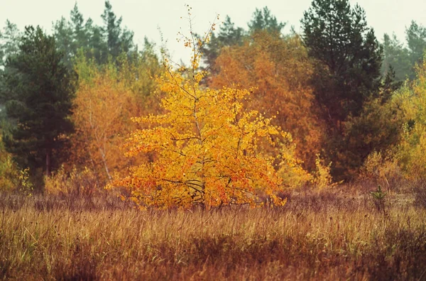 Autumn Scene Yellow Tones Nature Landscape — Stock Photo, Image