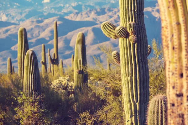 Park Narodowy Saguaro — Zdjęcie stockowe