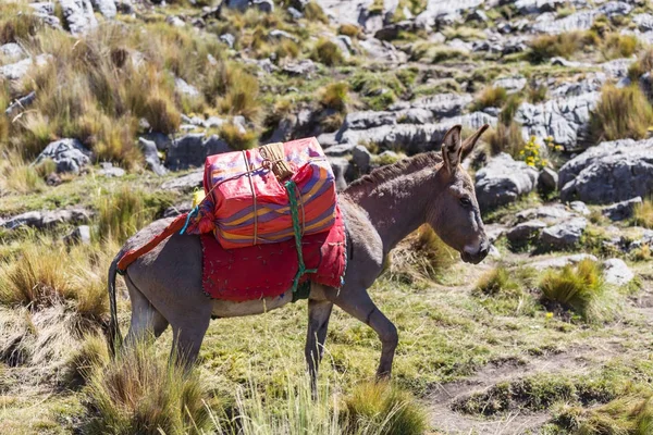 Donkey in in Cordillera Huayhuash — Stock Photo, Image