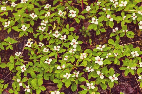 Primer plano de las hermosas flores —  Fotos de Stock