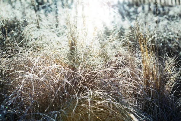 冷凍の遅い秋の草原 — ストック写真