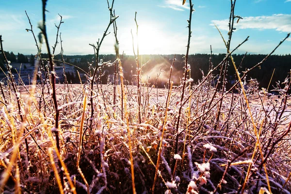 Congelato prato di fine autunno — Foto Stock