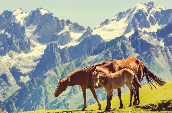 Άλογα Στην Γραφική Θέα Στα Βουνά — Φωτογραφία Αρχείου