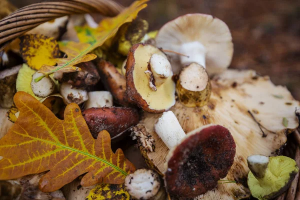 Funghi in stagione autunnale — Foto Stock