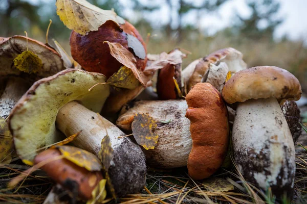 Pilze in der Herbstsaison — Stockfoto