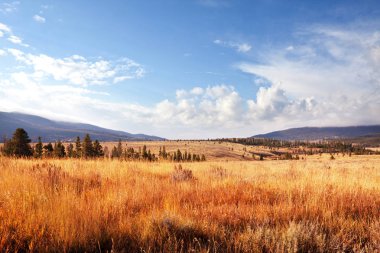 güneşli bir sonbahar çayır