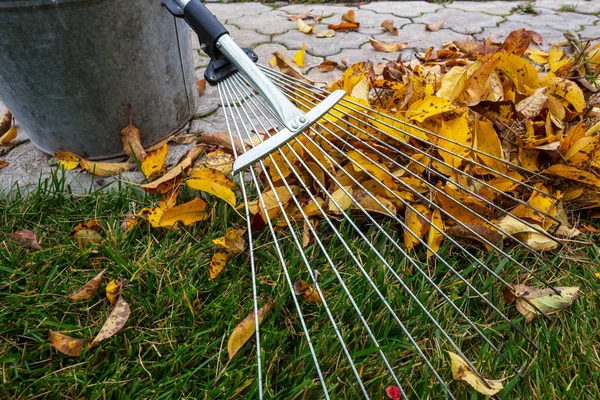 Colorful yellow leaves — Stock Photo, Image