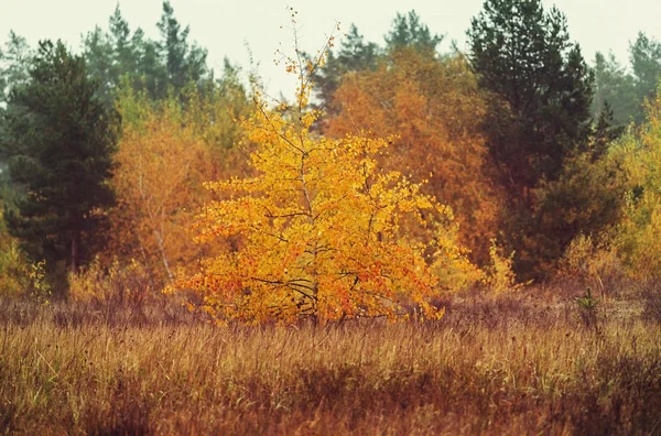 Autumn scene in yellow tones — Stock Photo, Image