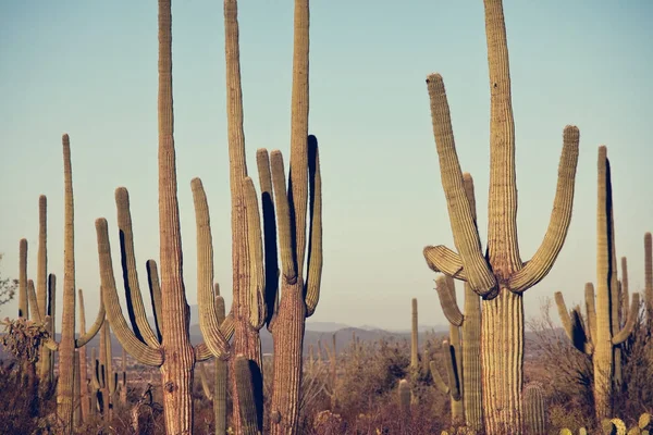 Saguaro Ulusal Parkı — Stok fotoğraf