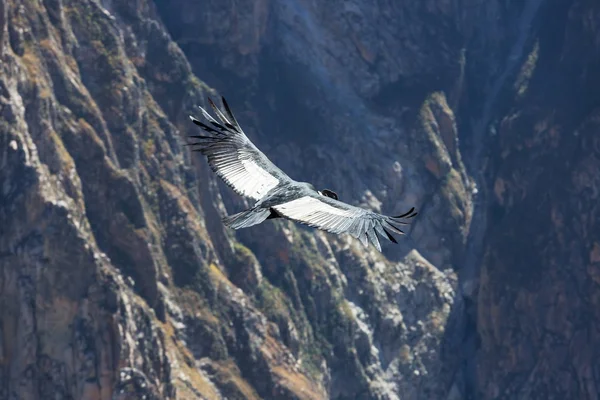 Fliegender Kondor in der Colca-Schlucht — Stockfoto