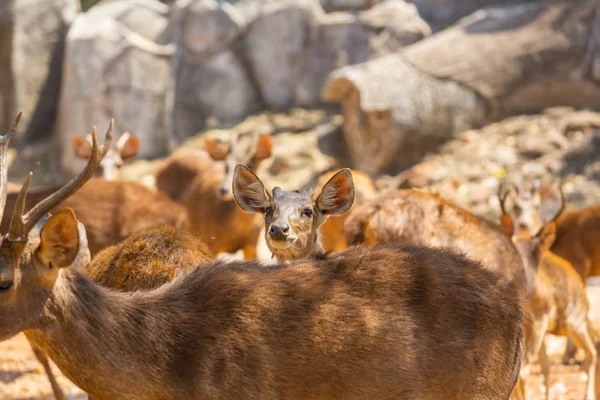 Cerfs dans la forêt verte — Photo