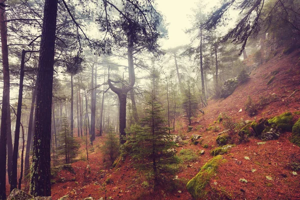 Магія туманні лісу — стокове фото