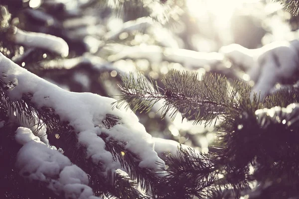 Pintoresco bosque cubierto de nieve —  Fotos de Stock