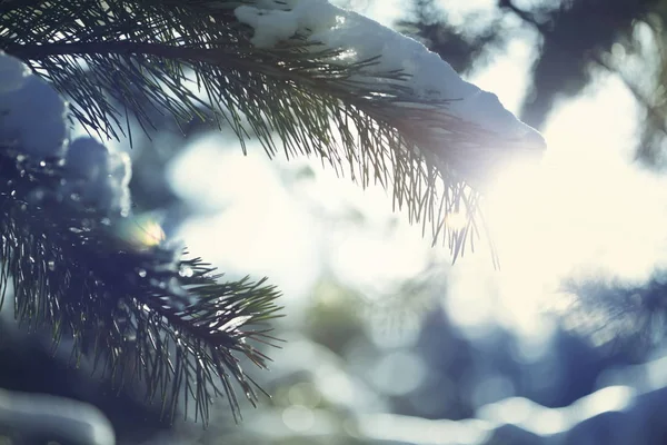 Picturesque snow-covered forest — Stock Photo, Image